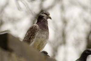 Vivi28-300-1 (1).jpg Vivi28-300-1 (1).jpg