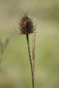 Vivi28-300-1 (3).jpg Vivi28-300-1 (3).jpg