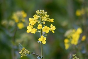 Vivi28-300-1 (5).jpg Vivi28-300-1 (5).jpg