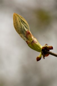 Vivi28-300-1 (6).jpg Vivi28-300-1 (6).jpg