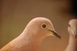 Täubchen 500 kbTäubchen.jpg Täubchen 500 kbTäubchen.jpg