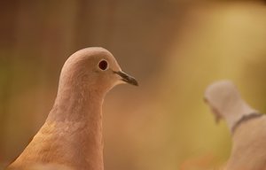 Täubchen 500 kbTäubchen 3.jpg Täubchen 500 kbTäubchen 3.jpg