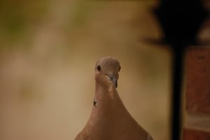 Täubchen 500 kbTäubchen 1.jpg Täubchen 500 kbTäubchen 1.jpg