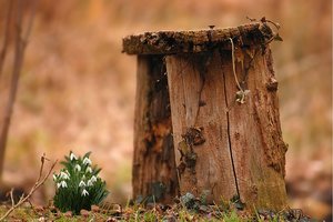 marode Bank mit Gimp 500 kbMarode Bank 11793 mit Gimp.jpg