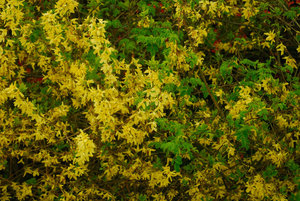 3SC_0011.JPG 3SC_0011.JPG