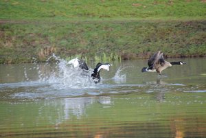 IMG_1178komp.JPG IMG_1178komp.JPG