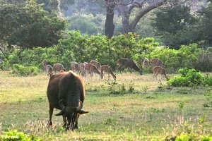 Yala_SDIM3275_Wasserbüffel_Axishirsche.jpg
