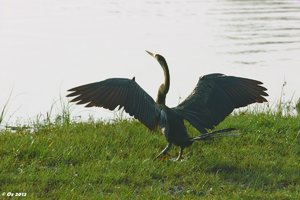 Yala_SDIM3438_Altwelt_Schlangenhalsvogel.jpg