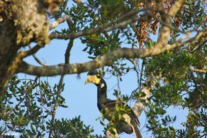 Yala_SDIM3482_Malabar_Hornvogel.jpg