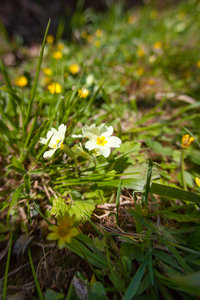 Normandie-20120406-611.jpg