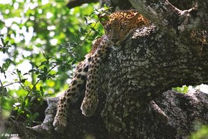 Yala_SDIM3561-2_Sri-Lanka_Leopard.jpg