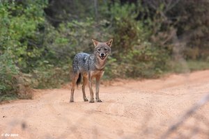 Yala_SDIM3799-2_Goldschakal.jpg