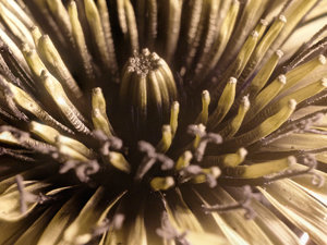 2012-04-12-15.20.24 ZS PMax UDR_PS_b.jpg