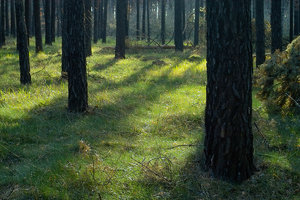 2012_04_08_SD9_Rasdorf_Kiefernwald_0062_1200pix.jpg 2012_04_08_SD9_Rasdorf_Kiefernwald_0062_1200pix.jpg