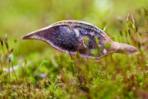 Moos und Samenkapsel.jpg