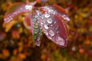 DSCN0230-1.JPG DSCN0230-1.JPG