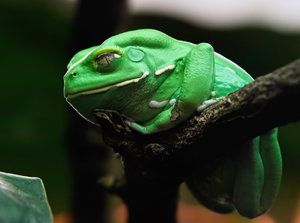 Frosch.jpg Frosch.jpg