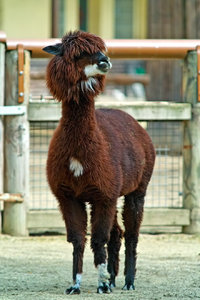 Alpaka.jpg Alpaka.jpg