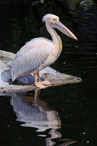 Pelikan.jpg Pelikan.jpg