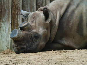 Rhino.jpg Rhino.jpg