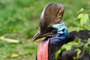 Helmkasuar.jpg Helmkasuar.jpg