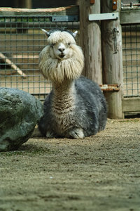 Alpaka1.jpg Alpaka1.jpg