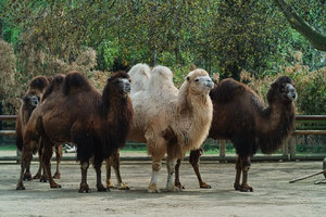 kamele.jpg kamele.jpg