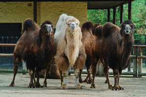 kamele2.jpg kamele2.jpg