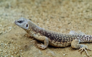 SDIM6664.jpg SDIM6664.jpg