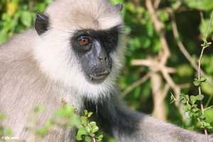 Bsp_SDIM3094_Südlicher_Hanuman-Langur.jpg Bsp_SDIM3094_Südlicher_Hanuman-Langur.jpg