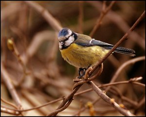 Meisen ganz nah 500 kbMeise 17. April 1.jpg