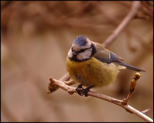 Meisen ganz nah 500 kbMeise 17. April bräunlicher Hintergrund.jpg