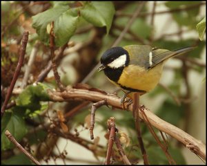 Meisen ganz nah 500 kbMeise 17. April entsättigt.jpg