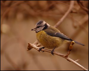 Meisen ganz nah 500 kbMeise 17. April zu scharf.jpg