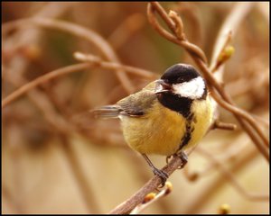 Meisen ganz nah 500 kbMeise 17. April weichgezeichnet.jpg