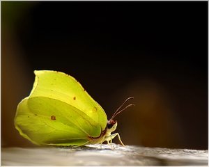 Zitronenfalter 500 kbZitronenfalter mit Gimp.jpg