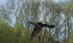 IMG_2898a.jpg IMG_2898a.jpg