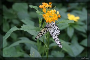 comp_IMG_2717.jpg comp_IMG_2717.jpg