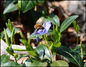 biene1.jpg biene1.jpg