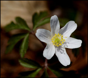 blume1.jpg blume1.jpg