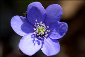 blume2.jpg blume2.jpg