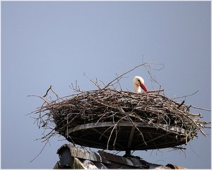 Storchenpaar 500 kbIch sitze hier und warte 1.jpg