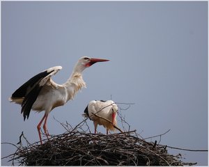 Storchenpaar 500 kbIch sitze hier und warte 2.jpg