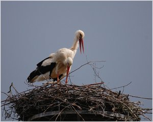 Storchenpaar 500 kbIch sitze hier und warte10.jpg
