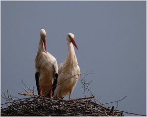Storchenpaar 500 kbIch sitze hier und warte11.jpg