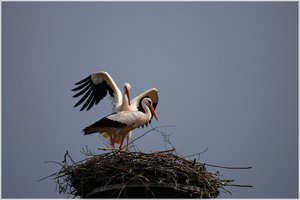 Storchenpaar 500 kbIch sitze hier und warte12.jpg