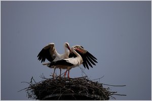 Storchenpaar 500 kbIch sitze hier und warte13.jpg