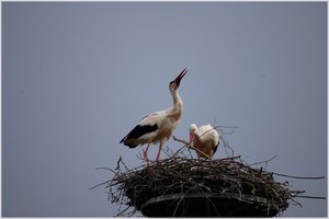 Storchenpaar 500 kbIch sitze hier und warte4.jpg