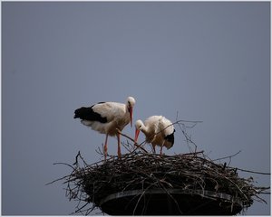 Storchenpaar 500 kbIch sitze hier und warte5.jpg