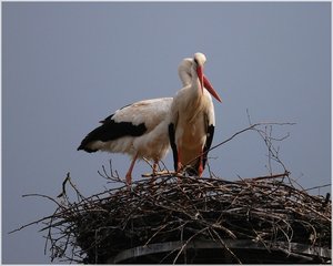 Storchenpaar 500 kbIch sitze hier und warte7.jpg